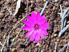 Calandrinia strophiolata