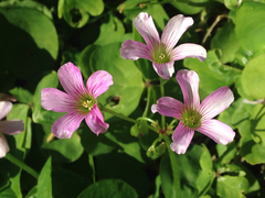 Oxalis debilis