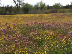 Castilleja exserta