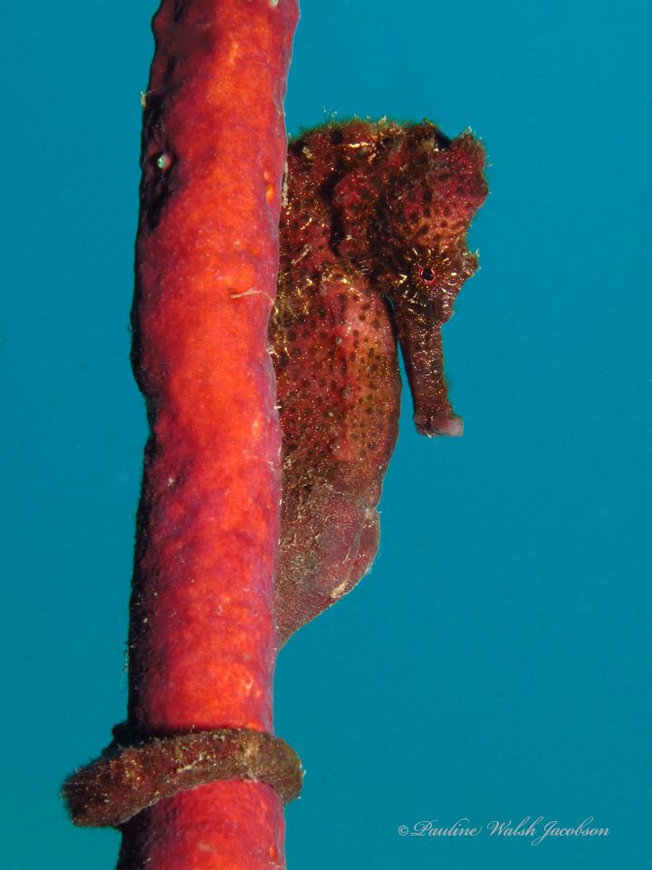 Longsnout seahorse holding a red sponge stalk with its tail against blue water