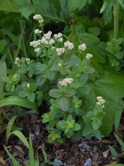 Galium platygalium