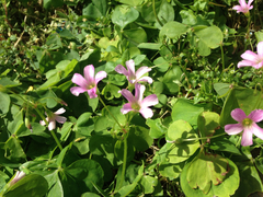 Oxalis debilis