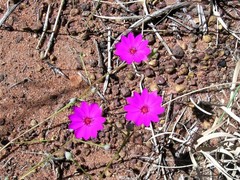 Calandrinia strophiolata