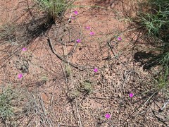 Calandrinia strophiolata