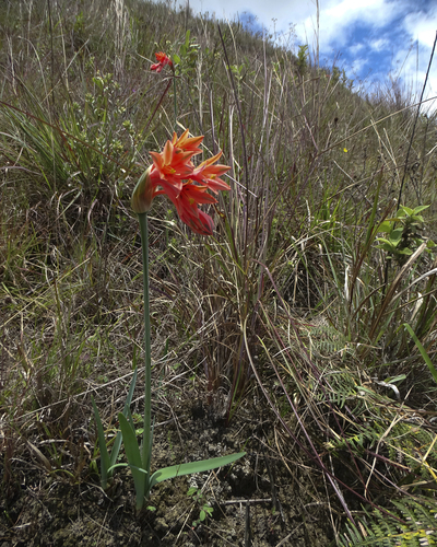 Clinanthus incarnatus, photograph 2