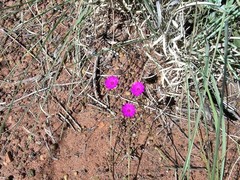 Calandrinia strophiolata