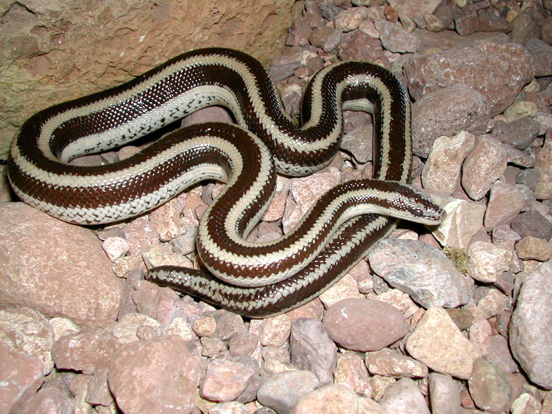 Desert Rosy Boa From Guaymas Municipality, Sonora, Mexico On May 10 