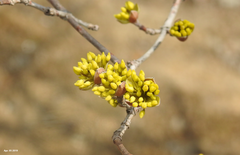 Cornus officinalis