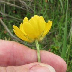 Ranunculus macranthus