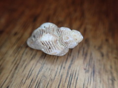 Ocinebrina