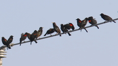 Sturnus vulgaris