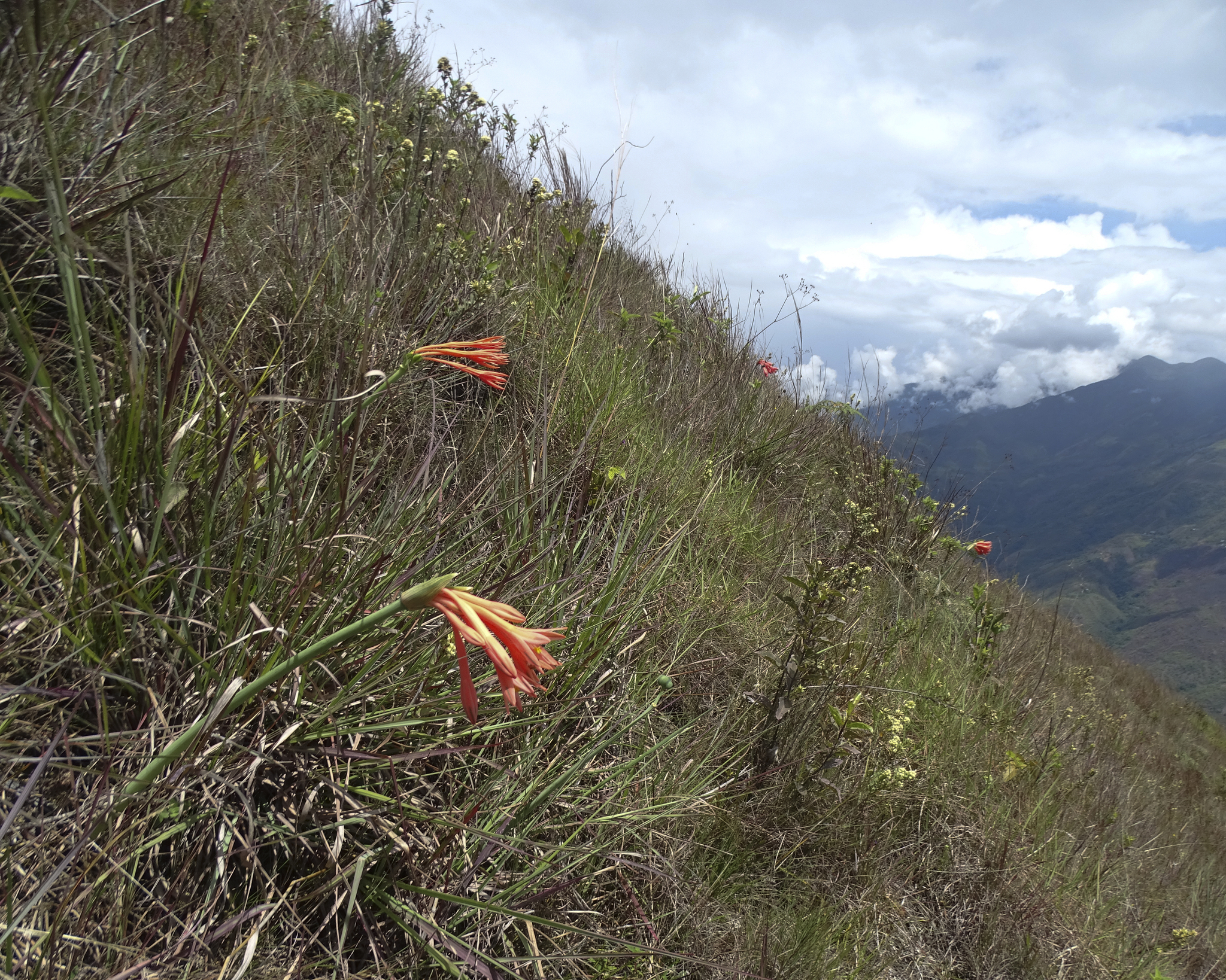 Changeable Coburgia (Clinanthus incarnatus)