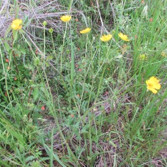 Ranunculus macranthus