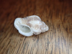 Ocinebrina