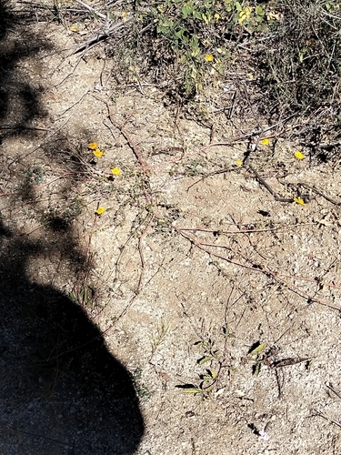 Image of Kallstroemia peninsularis by no rights reserved