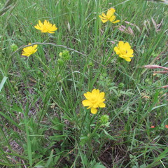Ranunculus macranthus