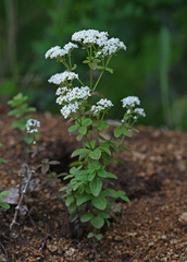 Galium platygalium