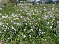 Raphanus sativus raphanistroides