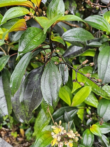 Image of Miconia mirabilis by (c) ritirene, some rights reserved (CC BY)