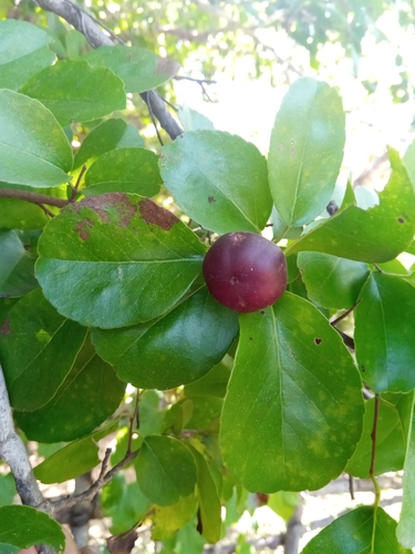 Flacourtia indica image