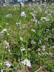 Raphanus sativus raphanistroides