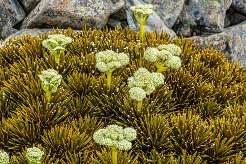 Aciphylla dobsonii (Aciphylla dobsonii)