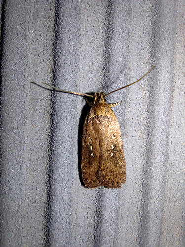 Fuscous Flat-body Moth