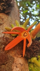 Bentham's Xylopia (Xylopia benthamii)