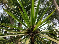 Dracaena cochinchinensis