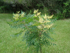 Rhus copallina image