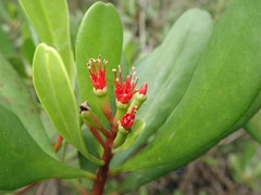 Lumnitzera littorea
