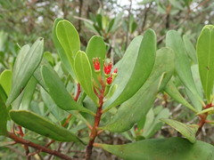 Lumnitzera littorea
