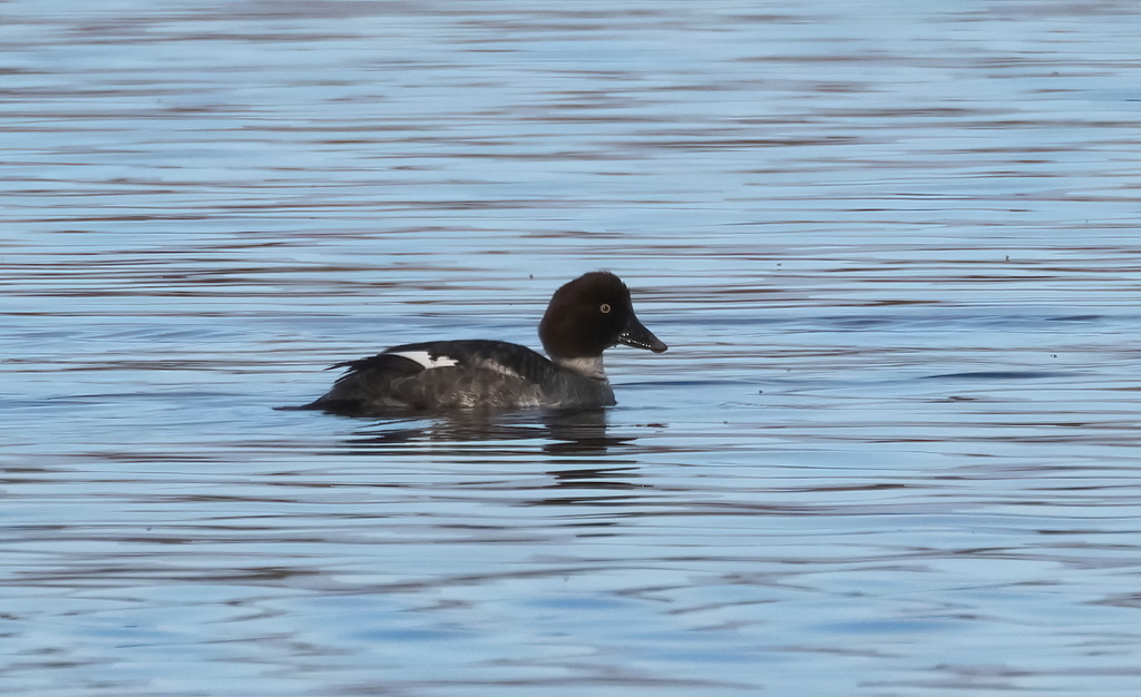 Common Goldeneye from Highland, CA, USA on December 16, 2023 at 08:34 ...