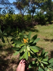 Gnidia daphnifolia image