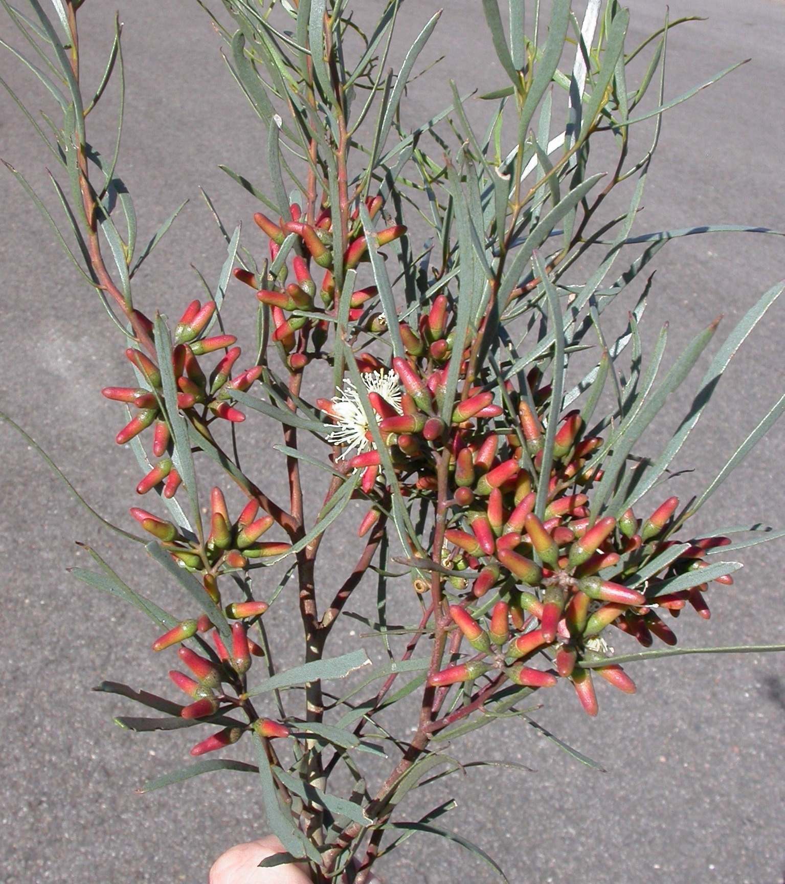 Eucalyptus spathulata