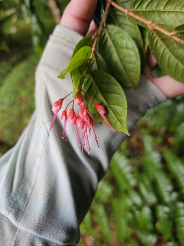 Hicaquillo (Hirtella rugosa)
