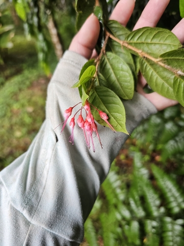 Image of Hirtella rugosa by (c) ritirene, some rights reserved (CC BY)