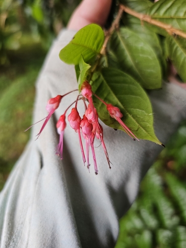 Image of Hirtella rugosa by (c) ritirene, some rights reserved (CC BY)