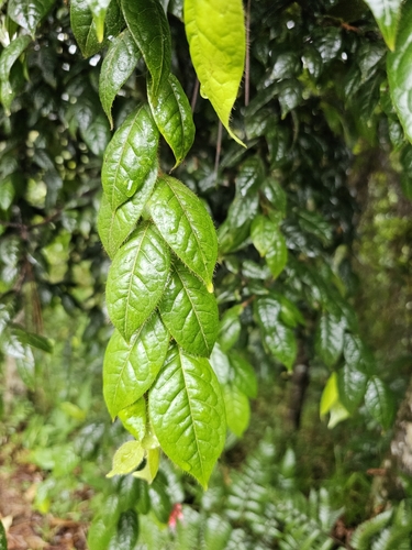 Image of Hirtella rugosa by (c) ritirene, some rights reserved (CC BY)