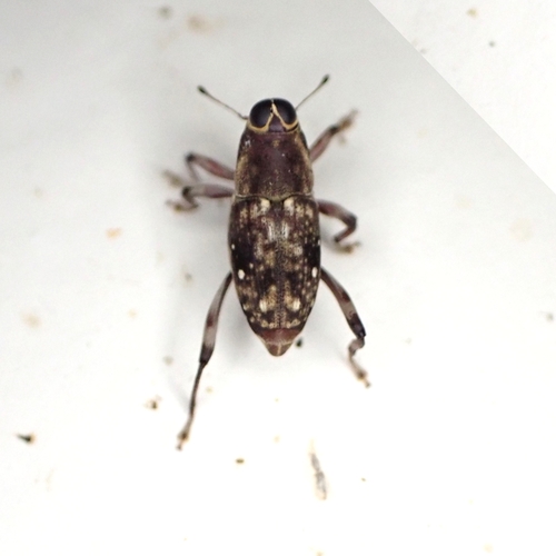 Zygops histrio
