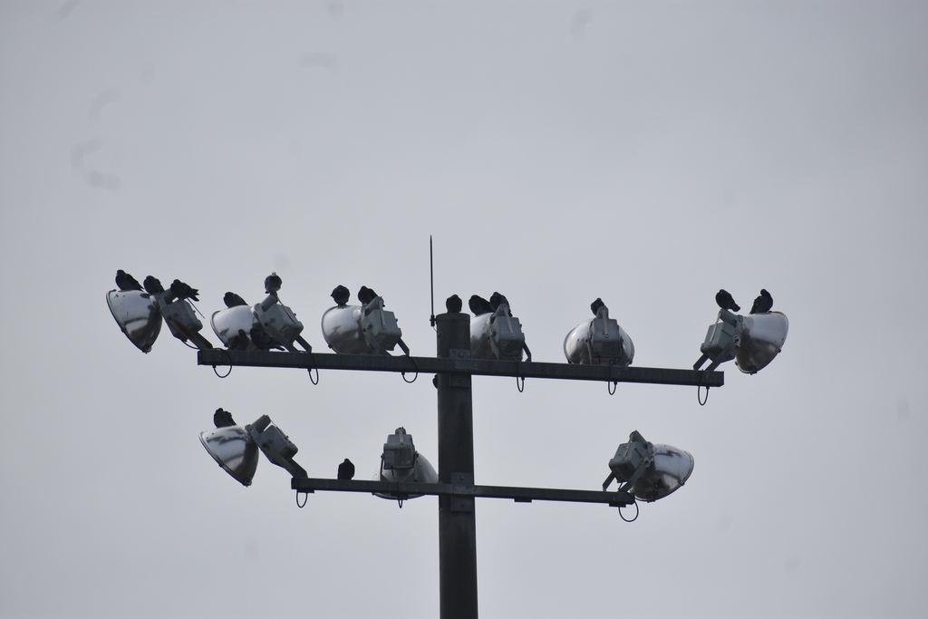 Feral Pigeon from Abbeville Post Office, Abbeville, SC 29620, USA on December 16, 2023 at 0128