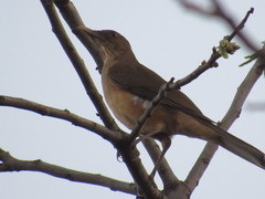 Turdus grayi