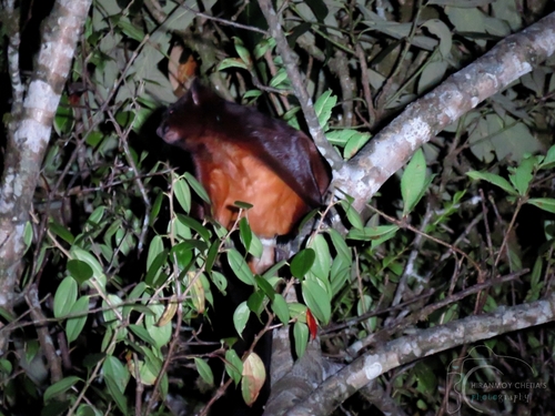 Mishmi Giant Flying Squirrel - Photo (c) Hiranmoy Chetia, some rights reserved (CC BY-NC), uploaded by Hiranmoy Chetia
