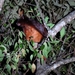 Mishmi Giant Flying Squirrel - Photo (c) Hiranmoy Chetia, some rights reserved (CC BY-NC), uploaded by Hiranmoy Chetia