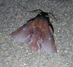 Phyllodesma occidentis