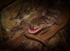 Cyclodomorphus gerrardii