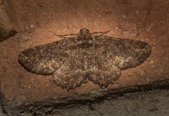 Paradromulia ambigua