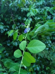 Clitoria