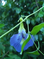 Clitoria
