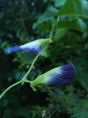 Clitoria